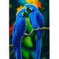 APRIL RAYSSA LEAL BLUE MACAW DECK 8.25